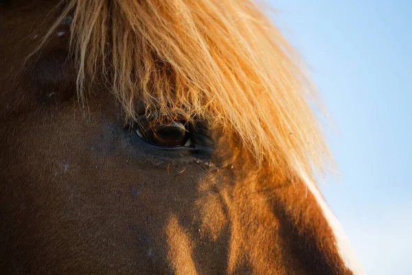 Rotes Pferd Weidet Auf Der Grünen Wiese Porträt 2020 — Stockfoto