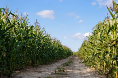 2020 'de mavi gökyüzünün altındaki bir mısır tarlasında köy yolu