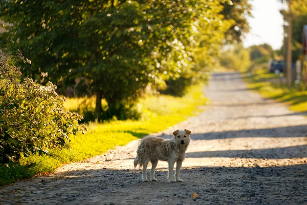 yard dog in the village on the road 2020