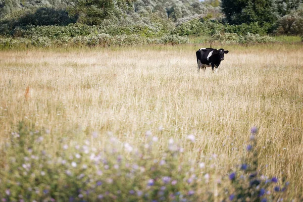 Black White Cow Grazing Meadow 2020 — Stock Photo, Image