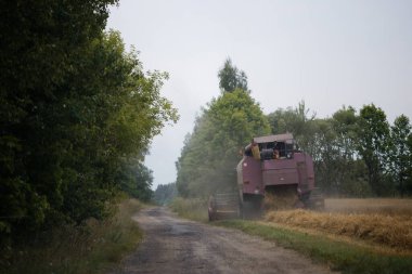 GOMEL, BELARUS - 24 AĞUSTOS 2020: hasat tarlasında tahıl hasat