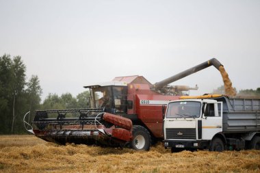 GOMEL, BELARUS - 24 AĞUSTOS 2020: hasat tarlasında tahıl hasat