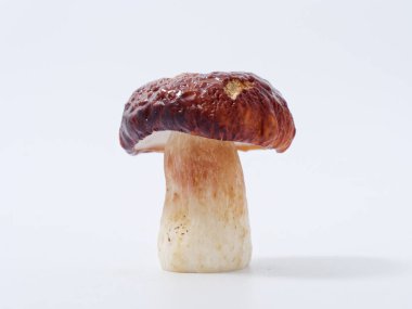 Kahverengi şapkalı mantar ve 2020 numaralı stüdyoda beyaz arka planda kalın bir bacak.