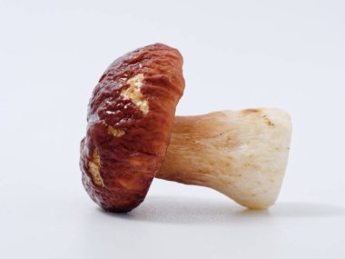 Kahverengi şapkalı mantar ve 2020 numaralı stüdyoda beyaz arka planda kalın bir bacak.