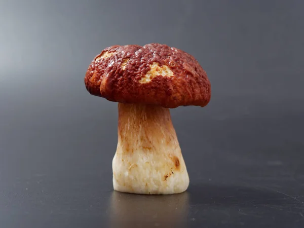 Grijze Boletus Paddestoel Met Een Bruine Kap Een Dik Been — Stockfoto