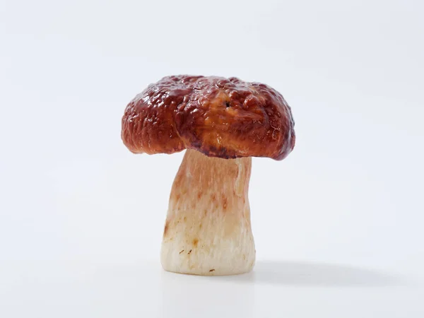 Boletus Gomba Barna Sapkával Vastag Lábbal Fehér Alapon Stúdióban 2020 — Stock Fotó