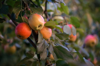 2020 'de bir dalda elma ağacı meyvesi