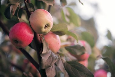 2020 'de bir dalda elma ağacı meyvesi