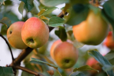 2020 'de bir dalda elma ağacı meyvesi