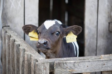 2020 'de ayrı evlerdeki bir ahırda küçük inek yavruları.