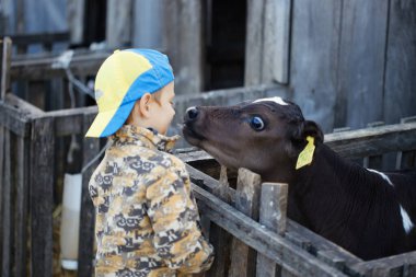 Çocuklar 2020 'de çiftlikte küçük inek yavrularını besler.