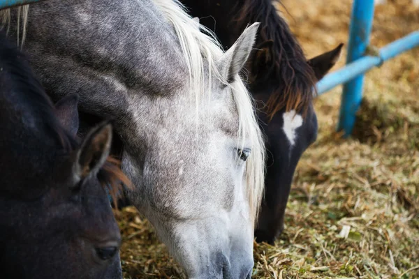 Porträt Weißes Und Schwarzes Pferd Isst Silage 2020 — Stockfoto