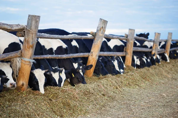 Cows Black White Pen Eats Silage 2020 — Stock Photo, Image