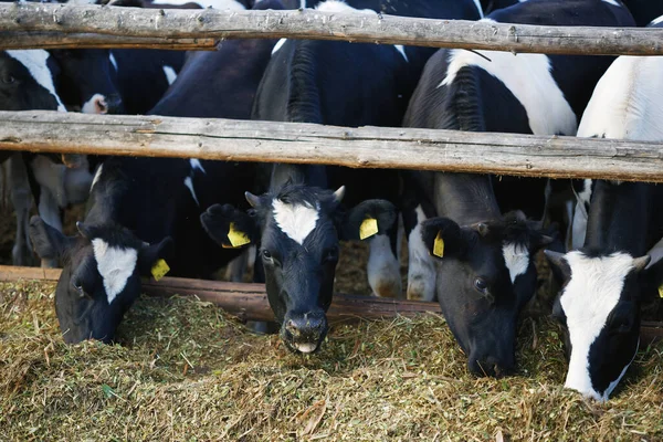 Cows Black White Pen Eats Silage 2020 — Stock Photo, Image