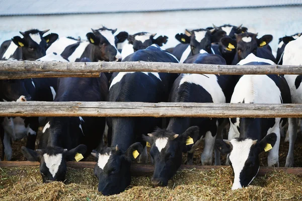 Коровы Черно Белые Загоне Едят Силос 2020 — стоковое фото