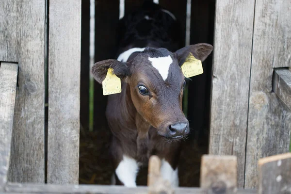 Kleine Kühe Einer Krippe Separaten Ställen 2020 — Stockfoto
