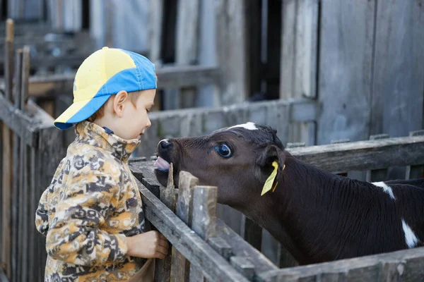 Niños Alimentan Pequeños Terneros Vacas Granja 2020 —  Fotos de Stock