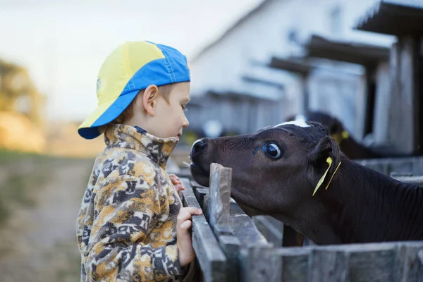 children feed little calves of cows on the farm 2020