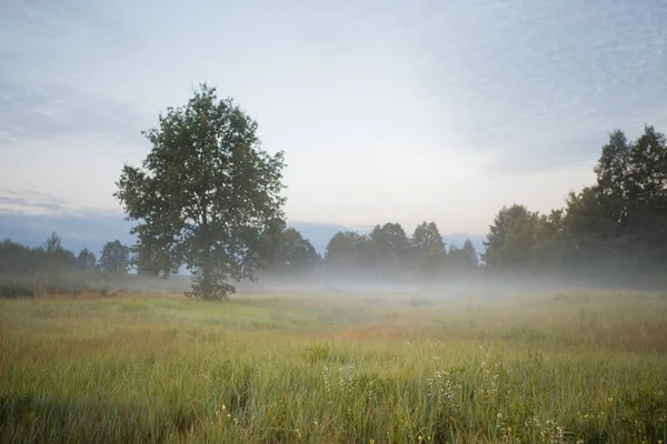 low fog in the field at dawn 2020
