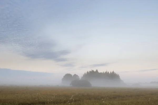 low fog in the field at dawn 2020