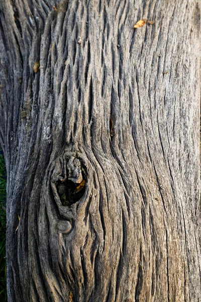 2020年の中空の樹皮のない古い木 — ストック写真
