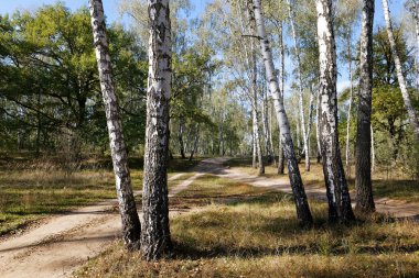 Yazın huş ağacı korusu, bazen beyaz gövdeli ince ağaçlar 2020