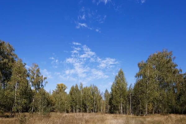 Березовий Гай Влітку Іноді Білокачанні Стрункі Красиві Дерева 2020 — стокове фото