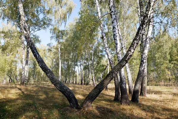 Березовий Гай Влітку Іноді Білокачанні Стрункі Красиві Дерева 2020 — стокове фото