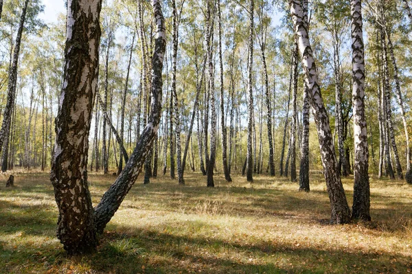 夏天的桦树林 有时白色树干纤细美丽的树2020 — 图库照片