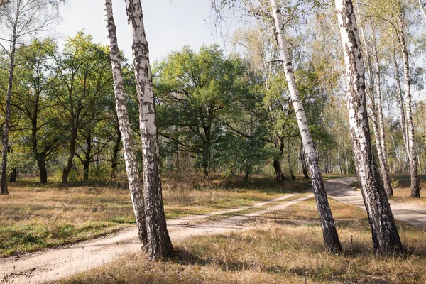 Bosque Bétula Verão Vezes Branco Troncos Belas Árvores Finas 2020 — Fotografia de Stock