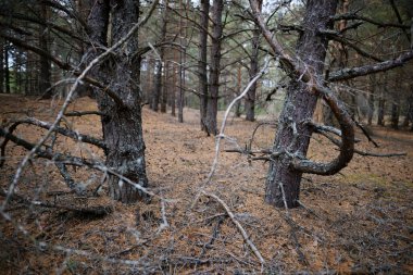 Çam ormanı ince ağaçları 2020 'de iğnelerle karaya çıkar.