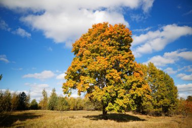 Sonbaharda tarlada güzel kırmızı akçaağaç. 2020.