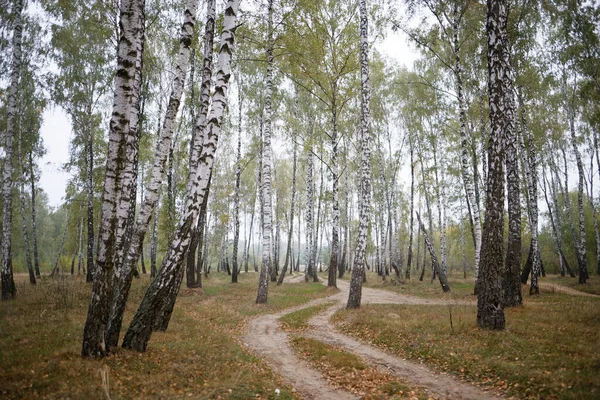 Bosque Bétula Verão Vezes Branco Troncos Belas Árvores Finas 2020 — Fotografia de Stock