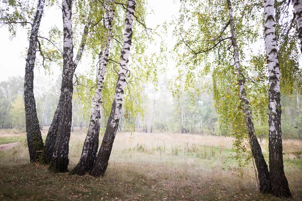 Birkenhain Sommer Manchmal Weißstämmige Schlanke Schöne Bäume 2020 — Stockfoto