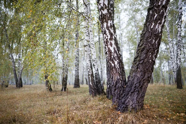 Betulla Boschetto Estate Volte Bianco Tronco Snello Alberi Belli 2020 — Foto Stock