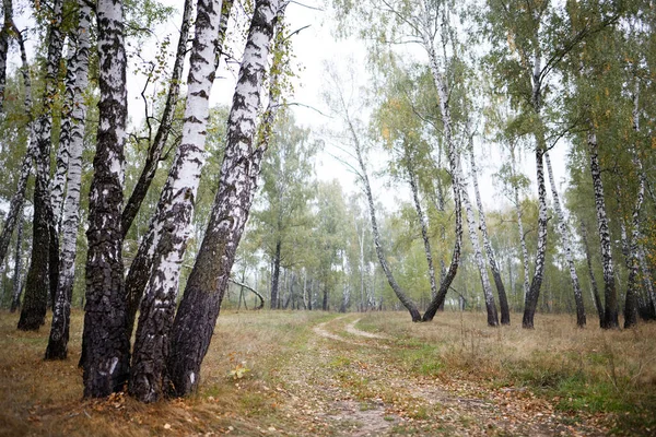 Berkenbos Zomer Soms Wit Gekapt Slank Mooie Bomen 2020 — Stockfoto