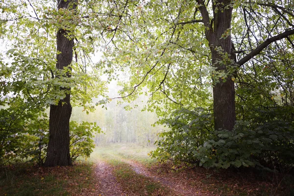 Meşe Ağacı Devleri Sisli Bir Yaz Sabahı 2020 — Stok fotoğraf