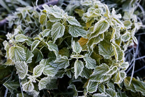 Geada Plantas Verdes Geada Manhã 2020 — Fotografia de Stock