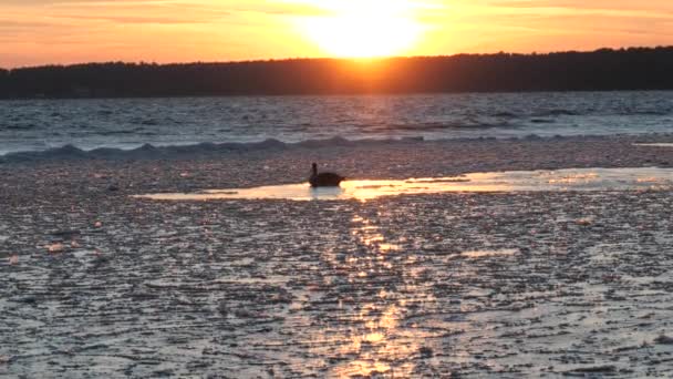 Swan Sunset Ice Hole Thin Ice Lake — Stock Video