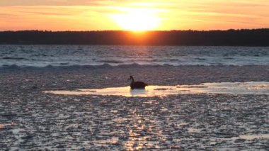 Gün batımında bir gölün üzerindeki buz deliğinde kuğu.