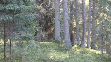 Eski köknar ormanı güneşi dalların arasında parlıyor.