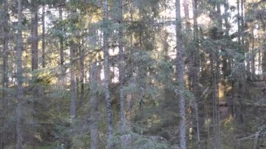 Eski köknar ormanı güneşi dalların arasında parlıyor.