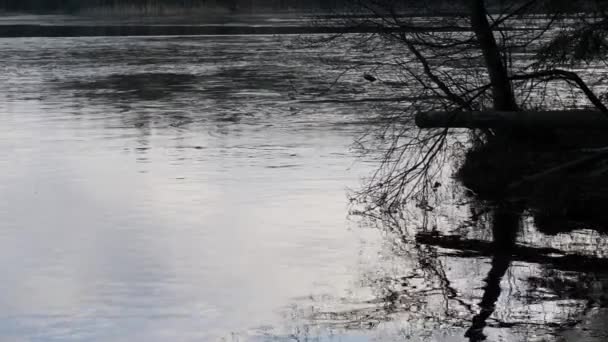 Fryser Över Floden Frost Sätter — Stockvideo