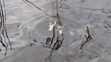 2020 'de uzun çimenlerin üzerindeki göldeki ilk don buz topları buz saçakları.