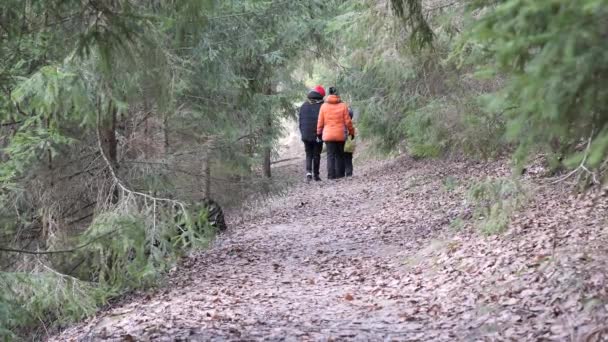 Family Walking Trekking Spruce Forest — Stock Video