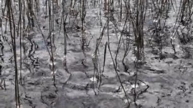 2020 'de uzun çimenlerin üzerindeki göldeki ilk don buz topları buz saçakları.