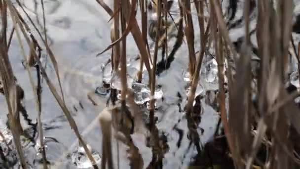 2020年の風の中で高さのある草の玉の氷玉の氷冠の上の湖の最初の霜 — ストック動画