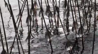 2020 'de uzun çimenlerin üzerindeki göldeki ilk don buz topları buz saçakları.