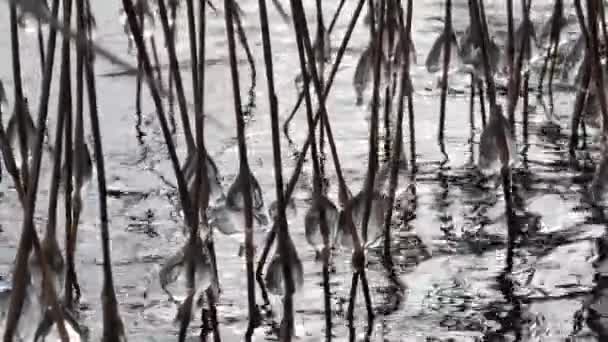Première Gelée Sur Lac Sur Des Billes Herbe Haute Glace — Video