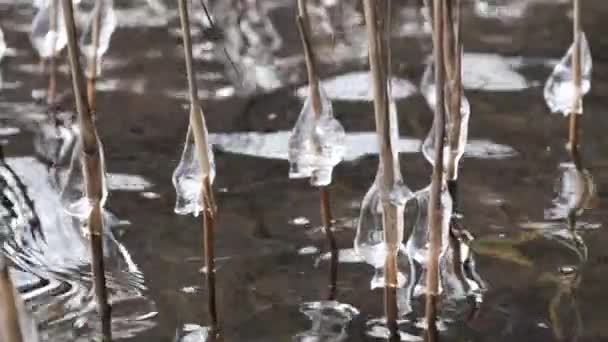 Primeira Geada Lago Bolas Grama Alta Gelo Grânulos Icicles Vento — Vídeo de Stock